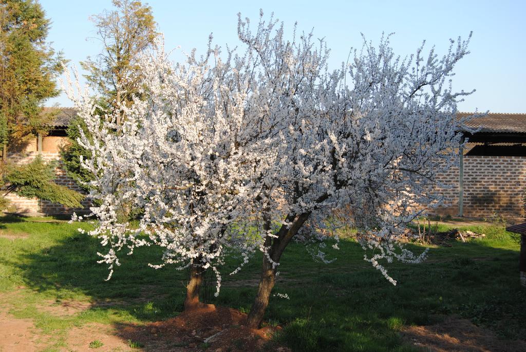 הוילה Borghetto  Fattoria Lucciano מראה חיצוני תמונה