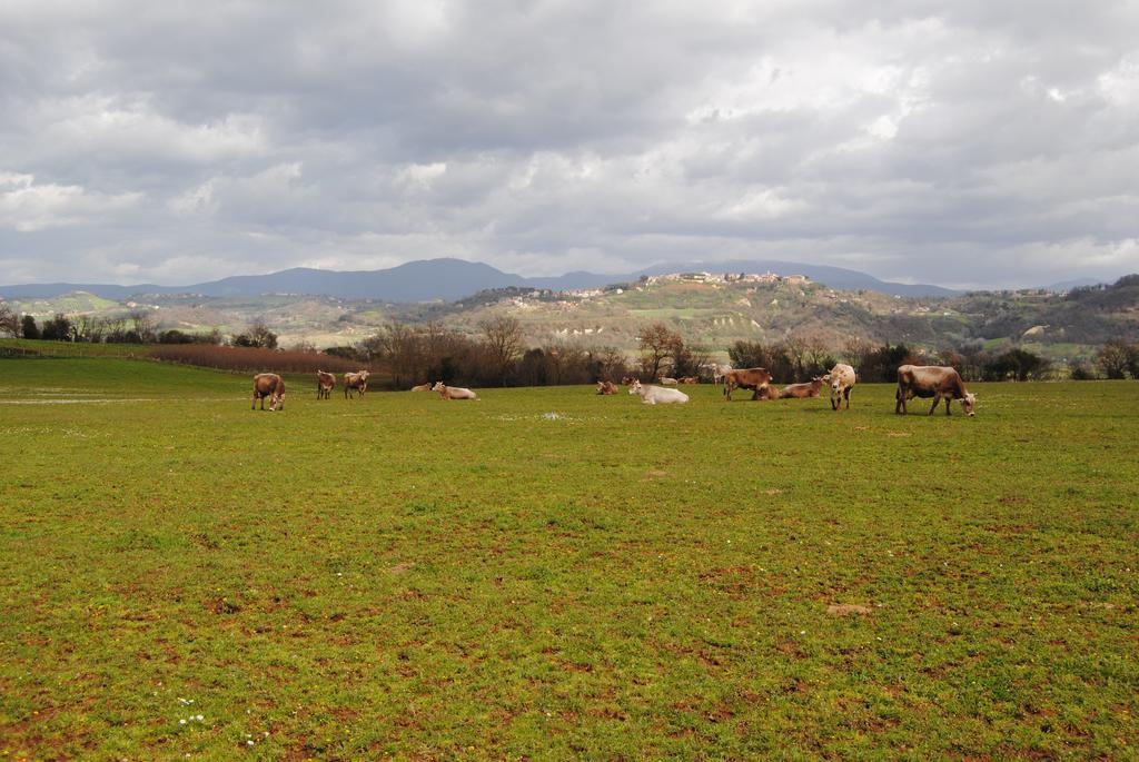 הוילה Borghetto  Fattoria Lucciano מראה חיצוני תמונה
