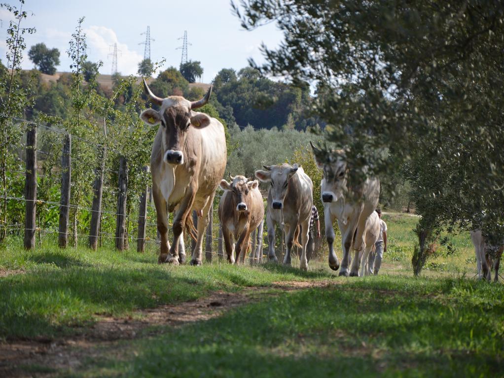 הוילה Borghetto  Fattoria Lucciano מראה חיצוני תמונה